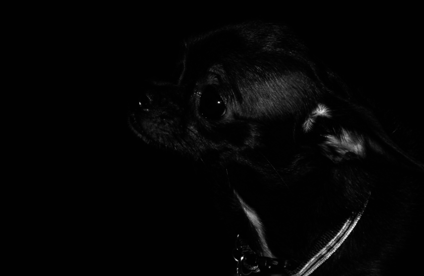 The Black Chihuahua