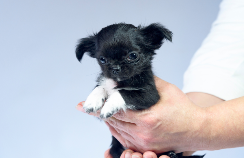 Taming The Black Chihuahua