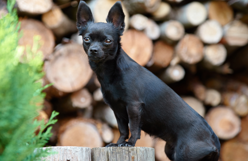 Accepting The Black Chihuahua